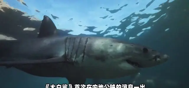 《大白鲨》内地首次公映，1975年影史经典登陆院线 | 资讯配图
